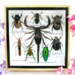 Echte exotische Insekten - Einzelstück - im 3D S-Schaukasten - Wandbild A-S-41
