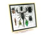 Echte exotische Insekten - Einzelstück - im 3D S-Schaukasten - Wandbild A-S-41 – Bild 3