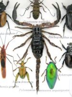 Echte exotische Insekten - Einzelstück - im 3D S-Schaukasten - Wandbild A-S-41 – Bild 5