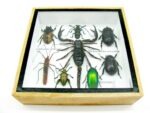 Echte exotische Insekten - Einzelstück - im 3D S-Schaukasten - Wandbild A-S-41 – Bild 6