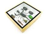 Echte exotische Insekten - Einzelstück - im 3D S-Schaukasten - Wandbild A-S-41 – Bild 7