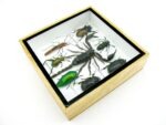 Echte exotische Insekten - Einzelstück - im 3D S-Schaukasten - Wandbild A-S-41 – Bild 8