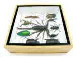 Echte exotische Insekten - Einzelstück - im 3D S-Schaukasten - Wandbild A-S-41 – Bild 9