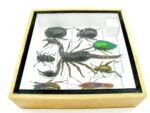 Echte exotische Insekten - Einzelstück - im 3D S-Schaukasten - Wandbild A-S-41 – Bild 10