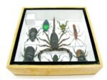 Echte exotische Insekten - Einzelstück - im 3D S-Schaukasten - Wandbild A-S-41 – Bild 11