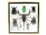 Echte exotische Insekten - Einzelstück - im 3D S-Schaukasten - Wandbild A-S-42 – Bild 2