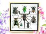 Echte exotische Insekten - Einzelstück - im 3D S-Schaukasten - Wandbild A-S-42