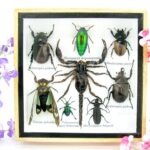Echte exotische Insekten - Einzelstück - im 3D S-Schaukasten - Wandbild A-S-42