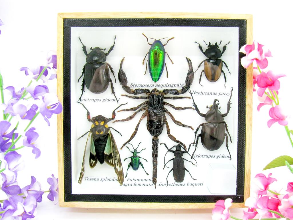 Wunderschöne, tropische und natürlich echte Insekten aus nachhaltiger Zucht im kleinen Schaukasten a-insekten-S-42-a