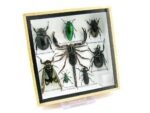 Echte exotische Insekten - Einzelstück - im 3D S-Schaukasten - Wandbild A-S-42 – Bild 3