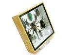 Echte exotische Insekten - Einzelstück - im 3D S-Schaukasten - Wandbild A-S-42 – Bild 4