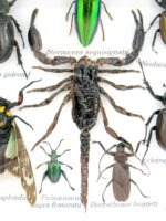 Echte exotische Insekten - Einzelstück - im 3D S-Schaukasten - Wandbild A-S-42 – Bild 5