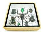 Echte exotische Insekten - Einzelstück - im 3D S-Schaukasten - Wandbild A-S-42 – Bild 6