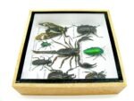 Echte exotische Insekten - Einzelstück - im 3D S-Schaukasten - Wandbild A-S-42 – Bild 9