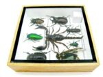 Echte exotische Insekten - Einzelstück - im 3D S-Schaukasten - Wandbild A-S-42 – Bild 10