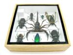 Echte exotische Insekten - Einzelstück - im 3D S-Schaukasten - Wandbild A-S-42 – Bild 11