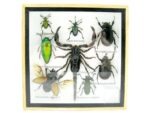 Echte exotische Insekten - Einzelstück - im 3D S-Schaukasten - Wandbild A-S-43 – Bild 2