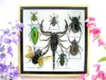 Echte exotische Insekten - Einzelstück - im 3D S-Schaukasten - Wandbild A-S-43