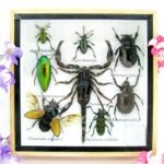 Echte exotische Insekten - Einzelstück - im 3D S-Schaukasten - Wandbild A-S-43
