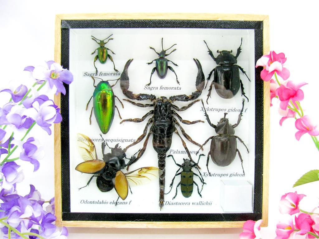 Wunderschöne, tropische und natürlich echte Insekten aus nachhaltiger Zucht im kleinen Schaukasten a-insekten-S-43-a