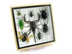 Echte exotische Insekten - Einzelstück - im 3D S-Schaukasten - Wandbild A-S-43 – Bild 3