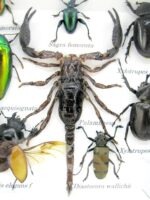 Echte exotische Insekten - Einzelstück - im 3D S-Schaukasten - Wandbild A-S-43 – Bild 5