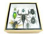 Echte exotische Insekten - Einzelstück - im 3D S-Schaukasten - Wandbild A-S-43 – Bild 6