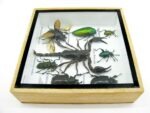 Echte exotische Insekten - Einzelstück - im 3D S-Schaukasten - Wandbild A-S-43 – Bild 9