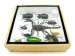 Echte exotische Insekten - Einzelstück - im 3D S-Schaukasten - Wandbild A-S-43 – Bild 10