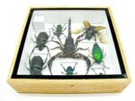 Echte exotische Insekten - Einzelstück - im 3D S-Schaukasten - Wandbild A-S-43 – Bild 11