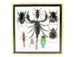 Echte exotische Insekten - Einzelstück - im 3D S-Schaukasten - Wandbild A-S-44 – Bild 2