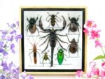 Echte exotische Insekten - Einzelstück - im 3D S-Schaukasten - Wandbild A-S-44