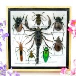 Echte exotische Insekten - Einzelstück - im 3D S-Schaukasten - Wandbild A-S-44