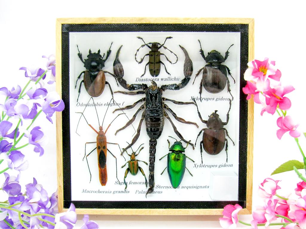 Wunderschöne, tropische und natürlich echte Insekten aus nachhaltiger Zucht im kleinen Schaukasten a-insekten-S-44-a