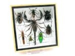 Echte exotische Insekten - Einzelstück - im 3D S-Schaukasten - Wandbild A-S-44 – Bild 3