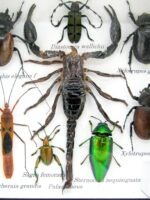 Echte exotische Insekten - Einzelstück - im 3D S-Schaukasten - Wandbild A-S-44 – Bild 5