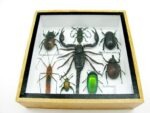 Echte exotische Insekten - Einzelstück - im 3D S-Schaukasten - Wandbild A-S-44 – Bild 6