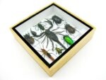 Echte exotische Insekten - Einzelstück - im 3D S-Schaukasten - Wandbild A-S-44 – Bild 7