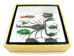 Echte exotische Insekten - Einzelstück - im 3D S-Schaukasten - Wandbild A-S-44 – Bild 9