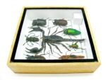 Echte exotische Insekten - Einzelstück - im 3D S-Schaukasten - Wandbild A-S-44 – Bild 10