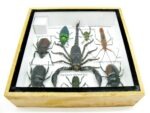 Echte exotische Insekten - Einzelstück - im 3D S-Schaukasten - Wandbild A-S-44 – Bild 11