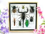 Echte exotische Insekten - Einzelstück - im 3D S-Schaukasten - Wandbild A-S-45