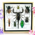 Echte exotische Insekten - Einzelstück - im 3D S-Schaukasten - Wandbild A-S-45