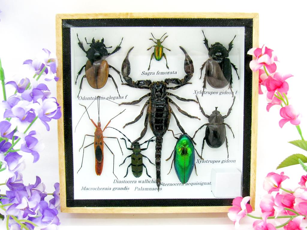 Wunderschöne, tropische und natürlich echte Insekten aus nachhaltiger Zucht im kleinen Schaukasten a-insekten-S-45-a