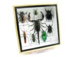 Echte exotische Insekten - Einzelstück - im 3D S-Schaukasten - Wandbild A-S-45 – Bild 3