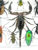 Echte exotische Insekten - Einzelstück - im 3D S-Schaukasten - Wandbild A-S-45 – Bild 5