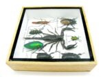 Echte exotische Insekten - Einzelstück - im 3D S-Schaukasten - Wandbild A-S-45 – Bild 9