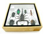 Echte exotische Insekten - Einzelstück - im 3D S-Schaukasten - Wandbild A-S-45 – Bild 11