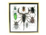 Echte exotische Insekten - Einzelstück - im 3D S-Schaukasten - Wandbild A-S-46 – Bild 2