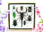 Echte exotische Insekten - Einzelstück - im 3D S-Schaukasten - Wandbild A-S-46